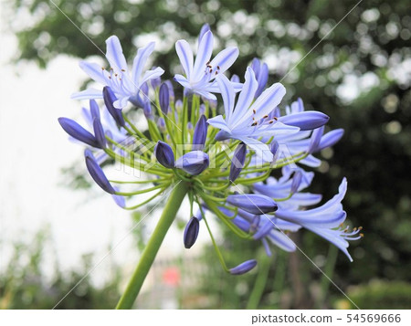 愛情花紫色國君蘭花初夏花 照片素材 圖片 圖庫