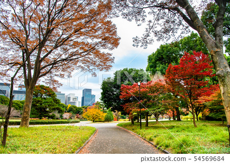 東京皇宮東御苑秋葉 54569684