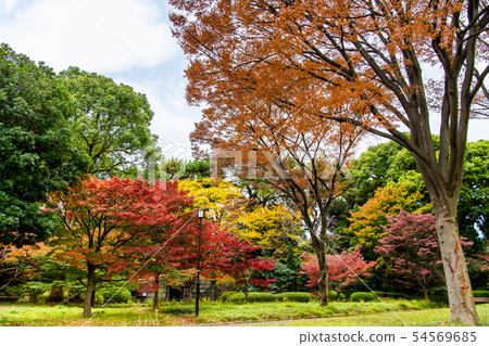 東京皇宮東御苑秋葉 東京皇宮東御苑秋葉 54569685