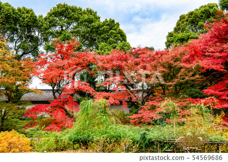 東京皇宮Higashi Gyoen Fujimi Tamon和秋葉 東京皇宮Higashi Gyoen Fujimi Tamon和秋葉 54569686
