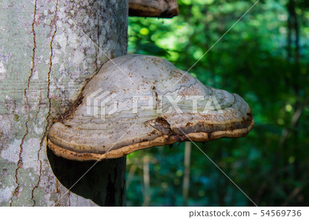 Close-up of Fomes fomentarius on live tree in sunny day 54569736