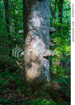 Fomes fomentarius on live tree in sunny day 54569737