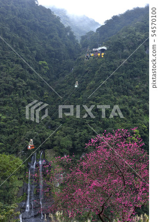 櫻花和森林空中纜車 54570100