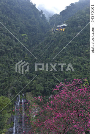 櫻花和森林空中纜車 54570101