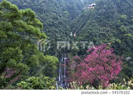 櫻花和森林空中纜車 54570102