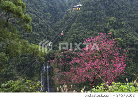 櫻花和森林空中纜車 54570108