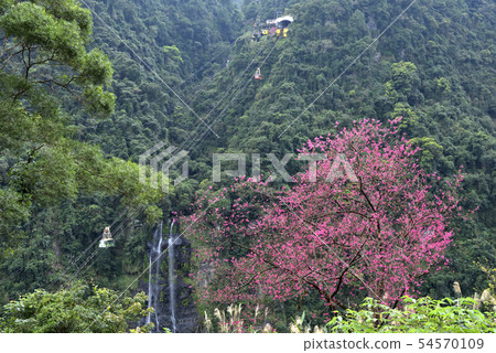 櫻花和森林空中纜車 54570109