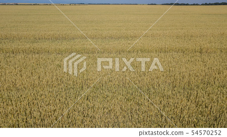 Barley field and sunny day, beautiful nature landscape. Rural scenery under shining sunlight. Barley field and sunny day, beautiful nature landscape. Rural scenery under shining sunlight. 54570252
