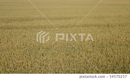 Wheat field and sunny day, beautiful nature landscape. Rural scenery under shining sunlight. Wheat field and sunny day, beautiful nature landscape. Rural scenery under shining sunlight. 54570257