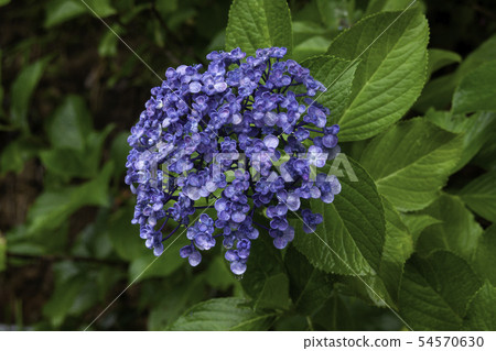Hydrangea 54570630