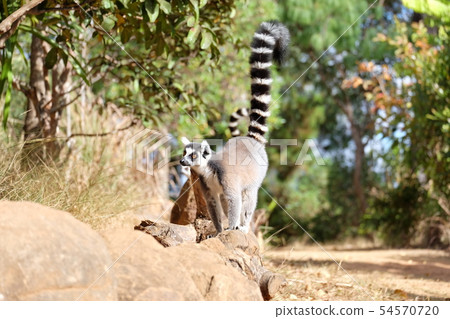 環紋尾的狐猴在Remu公園狐猴公園安塔那那利佛 環紋尾的狐猴在Remu公園狐猴公園安塔那那利佛 54570720