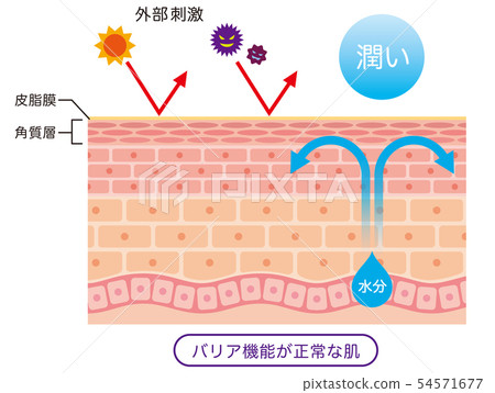 Skin barrier function Skin structure - Stock Illustration [54571677 ...