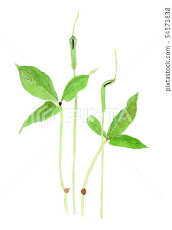 Pinellia ternata 54571838