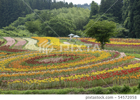 Issatsu Yuri Garden Yuri Issatsu Yuri Garden Yuri 54572058