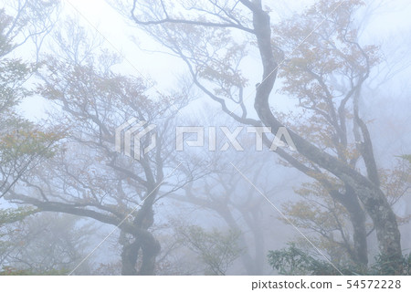 迷霧森林 山毛櫸 臺灣山毛櫸國家步道 宜蘭太平山 54572228