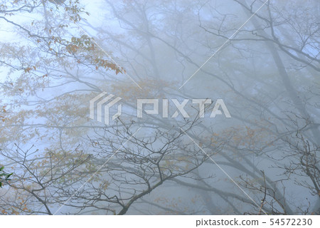 迷霧森林 山毛櫸 臺灣山毛櫸國家步道 宜蘭太平山 54572230