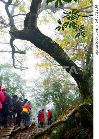 迷霧森林 山毛櫸 臺灣山毛櫸國家步道 宜蘭太平山 54572234