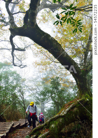 迷霧森林 山毛櫸 臺灣山毛櫸國家步道 宜蘭太平山 54572235