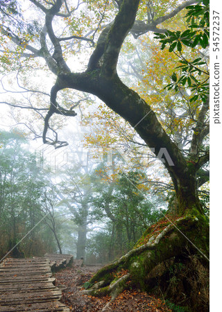 迷霧森林 山毛櫸 臺灣山毛櫸國家步道 宜蘭太平山 54572237