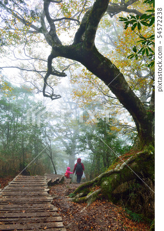迷霧森林 山毛櫸 臺灣山毛櫸國家步道 宜蘭太平山 54572238