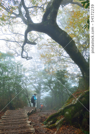 迷霧森林 山毛櫸 臺灣山毛櫸國家步道 宜蘭太平山 54572239