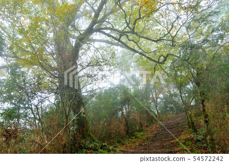 迷霧森林 山毛櫸 臺灣山毛櫸國家步道 宜蘭太平山 54572242