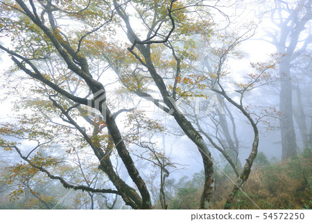 迷霧森林 山毛櫸 臺灣山毛櫸國家步道 宜蘭太平山 54572250