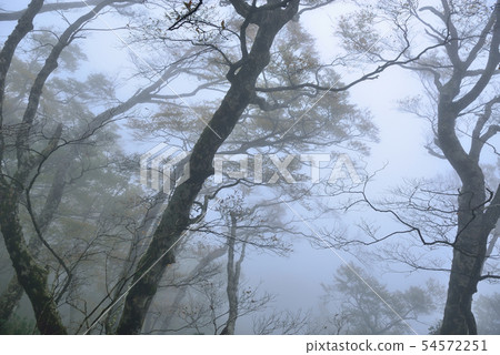 迷霧森林 山毛櫸 臺灣山毛櫸國家步道 宜蘭太平山 54572251