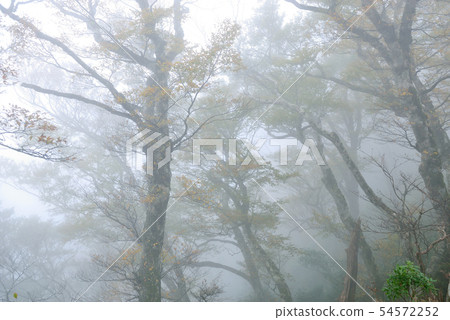 迷霧森林 山毛櫸 臺灣山毛櫸國家步道 宜蘭太平山 迷霧森林 山毛櫸 臺灣山毛櫸國家步道 宜蘭太平山 54572252