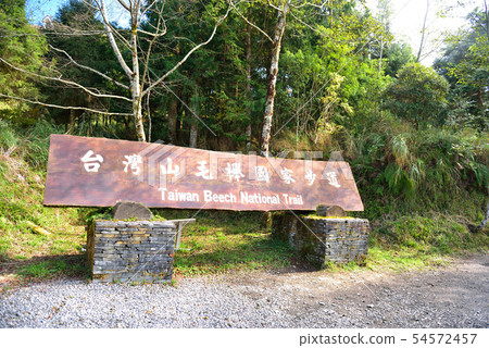 宜蘭太平山-臺灣山毛櫸國家步道 54572457