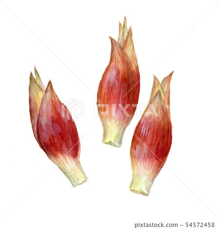 Myoga Myoga 54572458