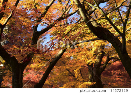 Autumn leaves 54572529