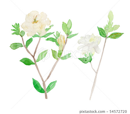 Gardenia jasminoides gardenia Gardenia jasminoides gardenia 54572720
