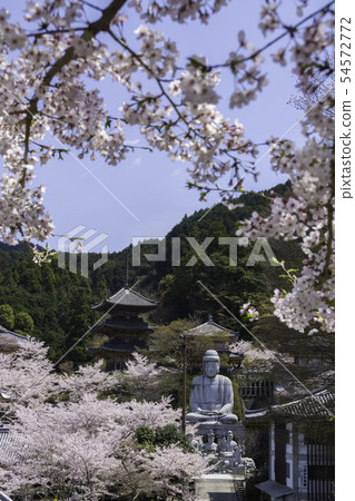 [奈良縣]大阪寺櫻花泉 54572772