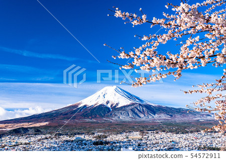 "Yamanashi Prefecture" Niikurayama Sengen Park with cherry blossoms and snow overlooking Mt. Fuji "Yamanashi Prefecture" Niikurayama Sengen Park with cherry blossoms and snow overlooking Mt. Fuji 54572911