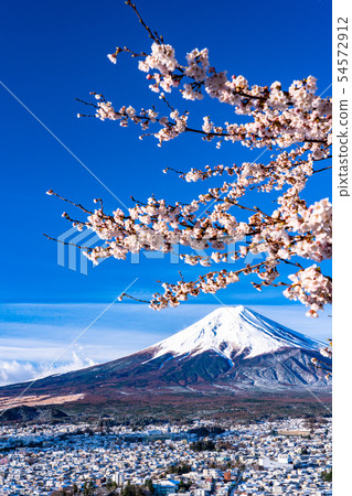 "Yamanashi Prefecture" Niikurayama Sengen Park with cherry blossoms and snow overlooking Mt. Fuji "Yamanashi Prefecture" Niikurayama Sengen Park with cherry blossoms and snow overlooking Mt. Fuji 54572912