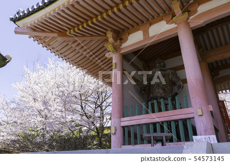 [Nara Prefecture] Osaka Temple Sakura Spring 54573145