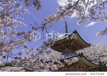 [Nara Prefecture] Osaka Temple Sakura Spring 54573164
