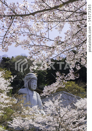 [Nara Prefecture] Osaka Temple Sakura Spring 54573165