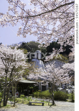 [Nara Prefecture] Osaka Temple Sakura Spring 54573167