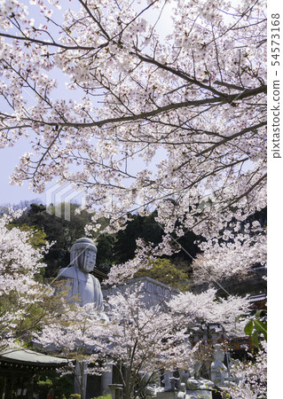 [Nara Prefecture] Osaka Temple Sakura Spring 54573168