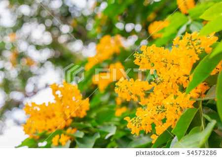 Pterocarpus macrocarpus flower 54573286