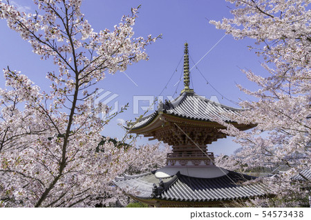 [奈良縣]大阪寺櫻花泉 54573438