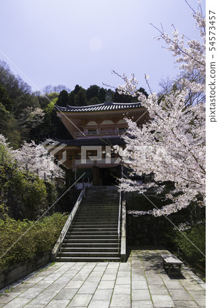 [Nara Prefecture] Osaka Temple Sakura Spring 54573457