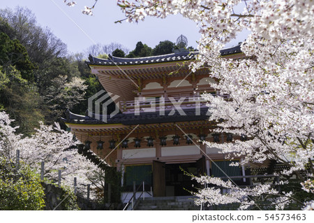 [奈良縣]大阪寺櫻花泉 54573463