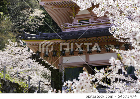 [Nara Prefecture] Osaka Temple Sakura Spring 54573474