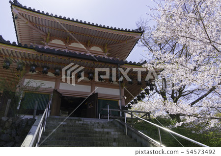 [奈良縣]大阪寺櫻花泉 54573492