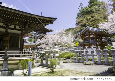 [Nara Prefecture] Osaka Temple Sakura Spring 54573569