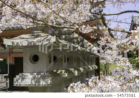 [奈良縣]大阪寺櫻花泉 54573581