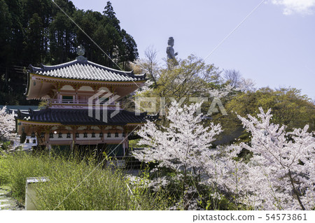 [奈良縣]大阪寺櫻花泉 54573861